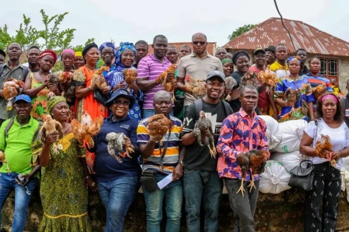 Sierra Leone Boosts Food Security with 5,000 Chicks for Smallholder Farmers