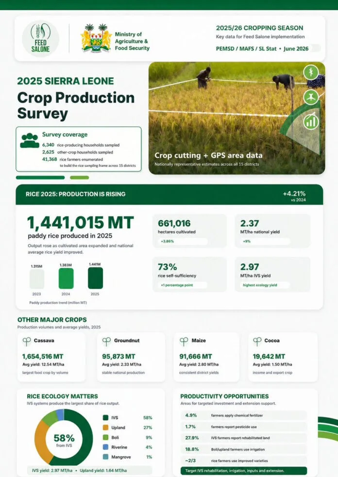 Sierra Leone's Rice Production Sees Significant Growth in 2025, Boosting Food Self-Sufficiency