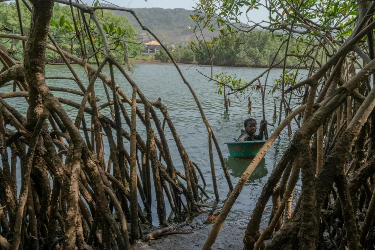 Sierra Leone's Mangroves Vanish, Threatening Women Oyster Harvesters' Livelihoods