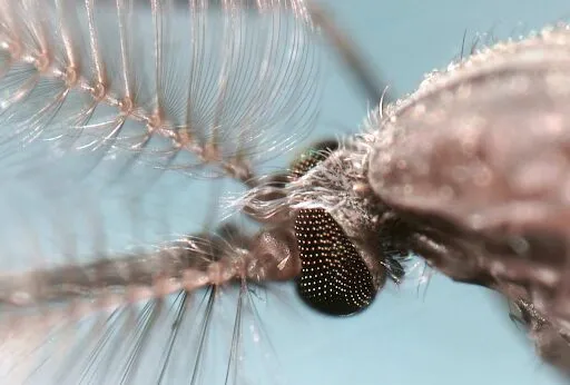 Mosquitoes: Humanity's Ancient Adversary and Scientific Frontier